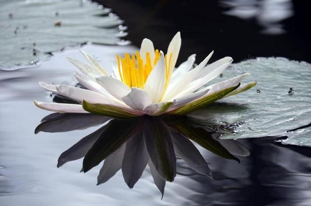 莲花 花 池塘 水生植物 水百合 水产花 和平 禅宗 性质