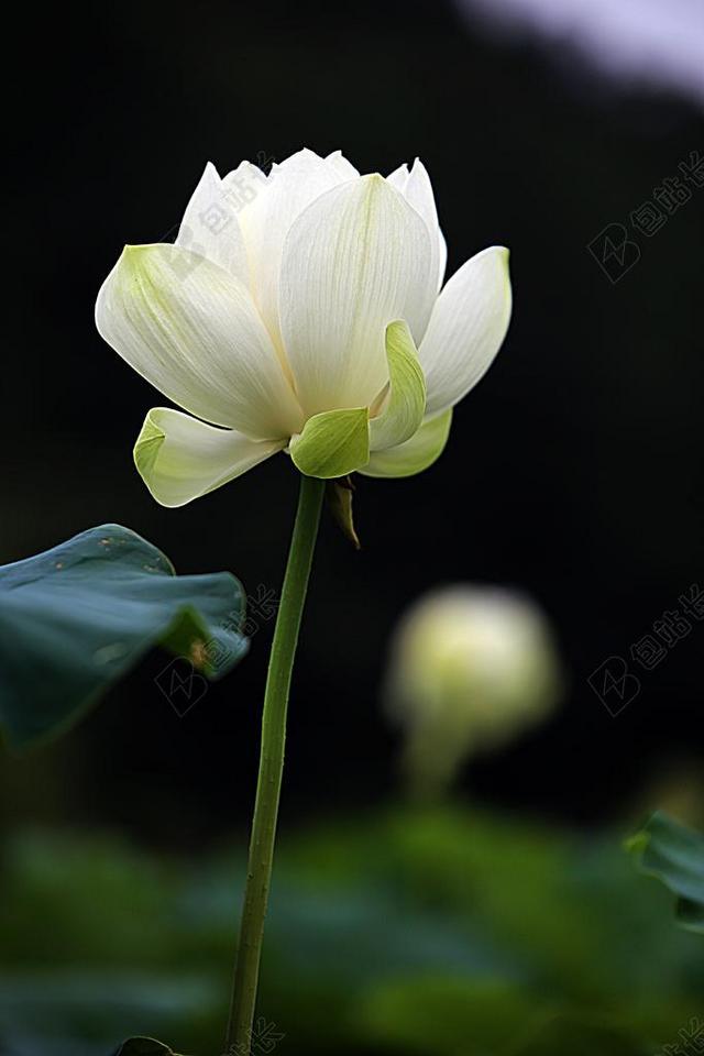 莲花 鲜花