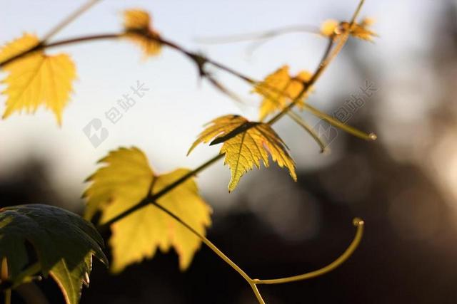 秋季 性质 叶子 背景 自然 白 孤立 特写 它是下雨