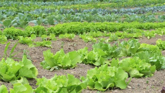 沙拉 草药 蔬菜 栽培 蔬菜种植 生物 生物培养 花园 床