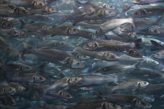 群 鱼 鱼群 水族馆 MEERESBEWOHNER 海底世界