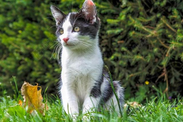 猫 小猫 动物 眼睛 猫科动物 猫的眼睛 狸花猫 马头 珀蒂