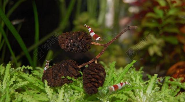 水族馆 淡水 水下 热带鱼饲养 红色 水生物 虾 小
