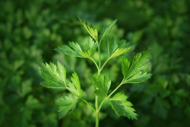 欧芹 厨房的草药 中药 香料 沙拉 绿色 素食主义者 素 原