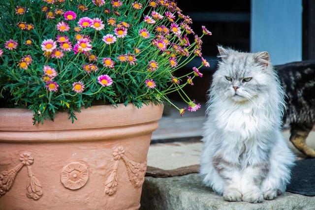 动物宠物可爱波斯猫在花盆旁边背景图片