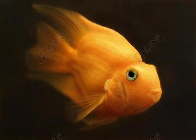 鱼 金鱼 水 动物 水族馆 水下 自然 多彩 海 颜色
