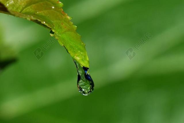 滴 叶子 一滴水 宏 雨 露水 关闭 绿色的植物 绿色 湿