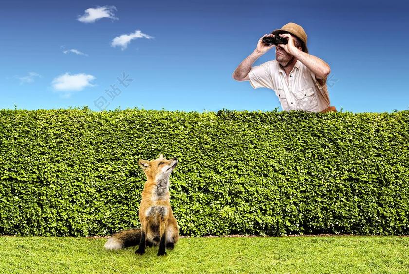 幽默 性质 狐狸 猎人 小狐狸 动物区系 花园