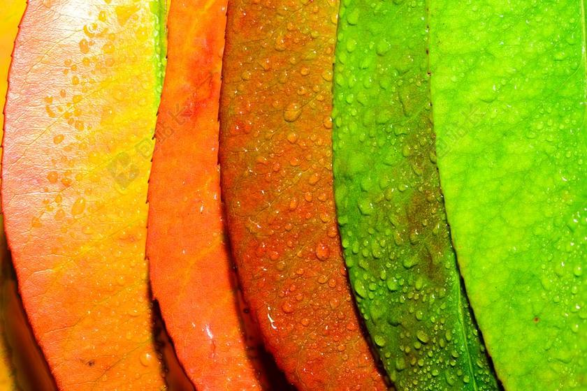 抽象 艺术 秋 背景 植物 光明 英国 布什 关闭 特写