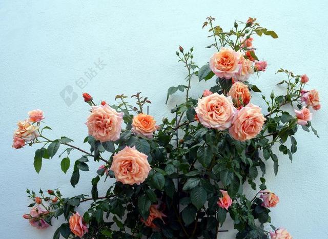 玫瑰 藤本月季 花园 盛开 开花 香味 花 鲜花 玫瑰绽放