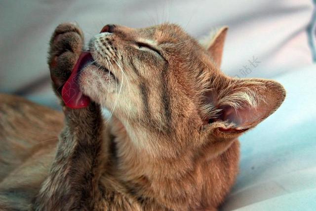 猫 MIEZE 小猫 舔 清洁 舌 鲭鱼 阿迪达斯 猫脸
