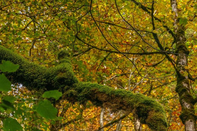 雾号 皱巴赫 托伯尔 OBERSTDORF 苔 树 性质 日志