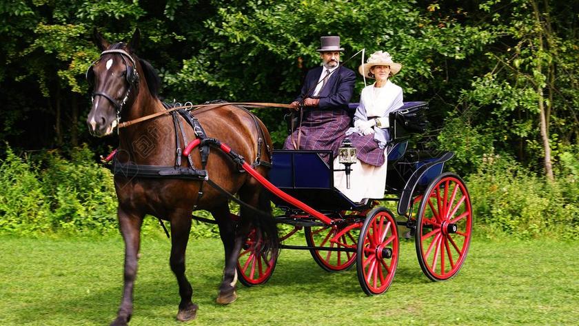 购物车 贵妃 旅行 出租车 这匹马 动物 马 马车