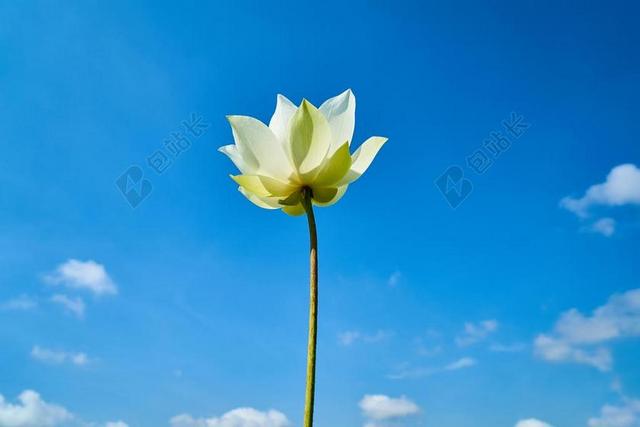 莲花 景观 花卉 宏 春天的花朵 颜色 季节 植物 花园