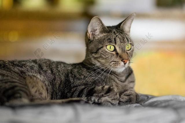 猫咪 动物医院 动物 猫 国内的猫 宠物 照片猫 苗族 性质