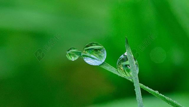 性质 滴 花 植物 绿色 水 叶 雨 草 湿 流体