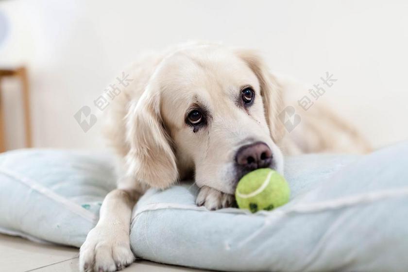 狗 金毛寻回犬 宠物 动物 伤心 网球