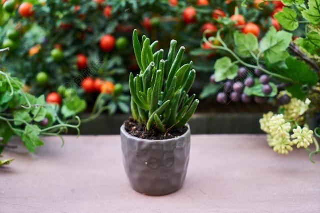 植物 花盆 氧气 叶绿素 光合作用 植被 宏 生活 颜色