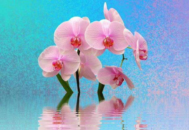 兰花 鲜花 粉红色 ORCHIDEENBLüTE 兰花花 野生兰花