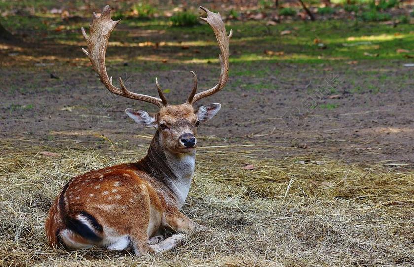 动物自然森林里的麋鹿坐在地上背景图片
