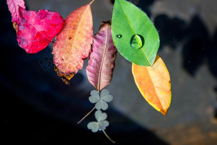 彩色植物自然树叶露珠水珠特写背景图片