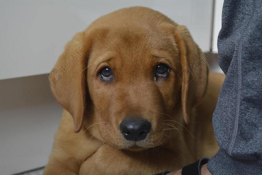 狗 宠物 野生动物摄影 动物肖像 走兽 布朗 可爱 拉布拉多