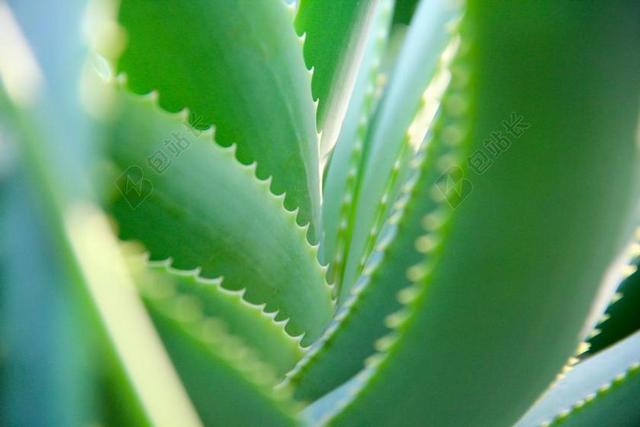 自然 植物 叶子 静脉 荆棘 芦荟 特写 仍
