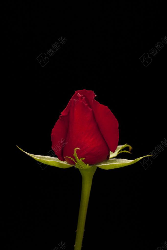 玫瑰 红色 花卉 宏 性质 关闭 红玫瑰 玫瑰花园 美丽