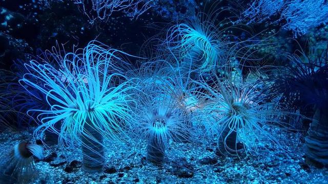 银莲花 礁 水族馆 水肺潜水 性质 马林 海底 海洋 鱼