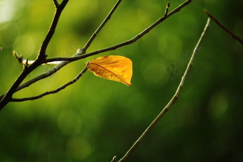 枯叶 秋天 树枝