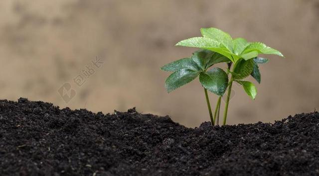 绿色的植物 生物 生态 自然 叶 植物 绿色 生活 花园