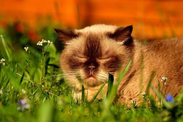 自然动物休闲可爱英国短毛猫闭眼休息背景图片