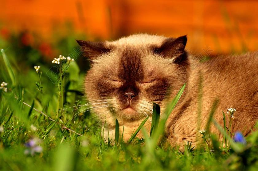 自然动物休闲可爱英国短毛猫闭眼休息背景图片