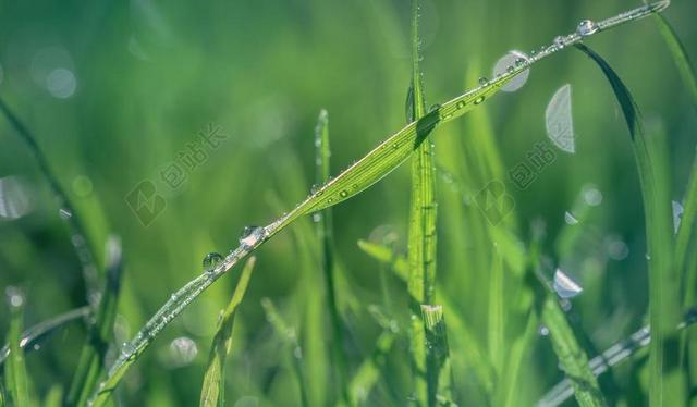 草 绿色 滴 性质 绿草 花园 草甸 水 水滴 露 早上