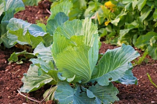 白菜 科尔 蔬菜 农业 健康 食品  叶子 蔬菜种植