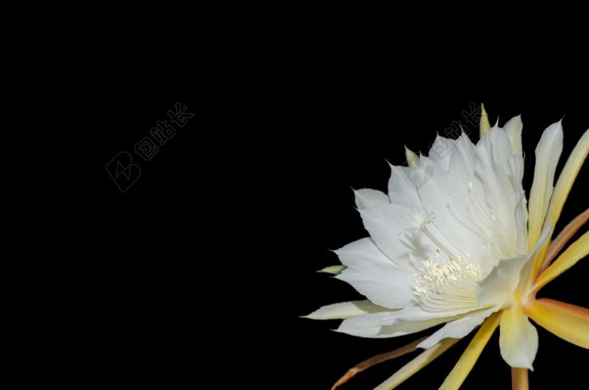 EPIPHYLLUM 开花 黑白色 黑与白 花 白花 白