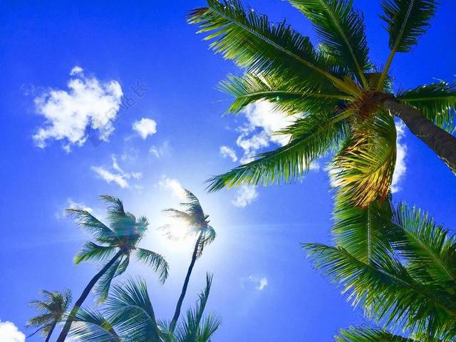 蓝绿自然植物景观休闲特写夏威夷棕榈树背景图片
