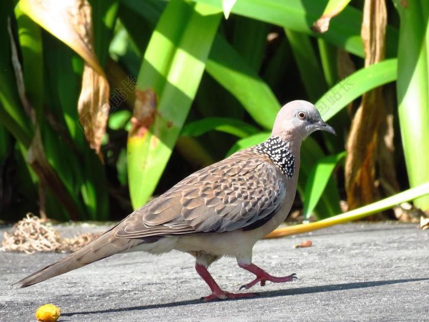 自然动物斑鸠鸽子鸟类特写背景图片