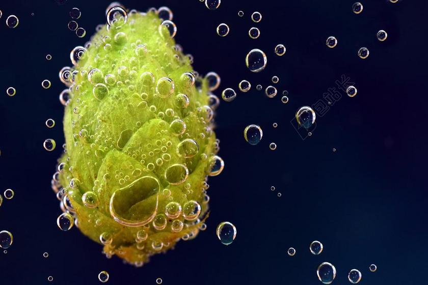 跃点 啤酒花的花 食品 绿色 治愈 香 香料 健康 药用植物