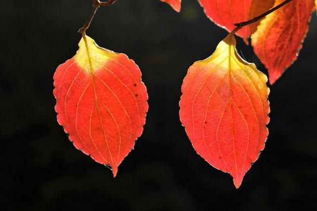 红黑植物秋日树叶叶子特写背景图片
