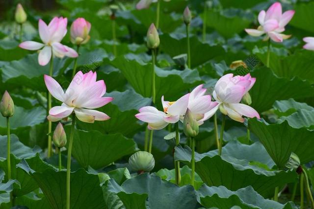 鲜花 莲花 池 自然 植物 开花 百合 粉红色 水 盛开