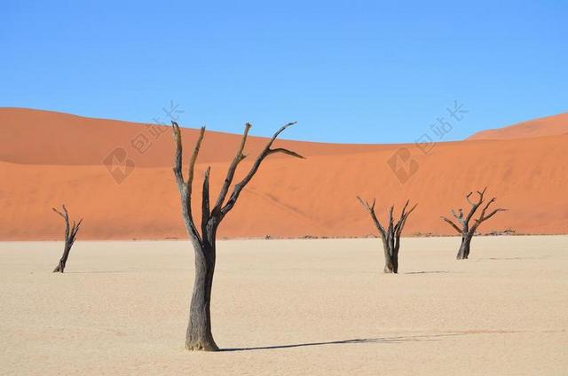 SOSSUSVLEI 非洲 纳米比亚 沙漠景观 枯树 景观 树