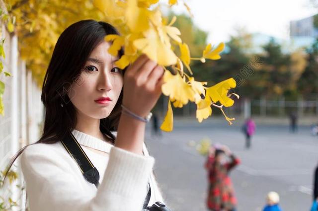 旅游自然沈阳农业大学手拿银杏的女性模特背景图片