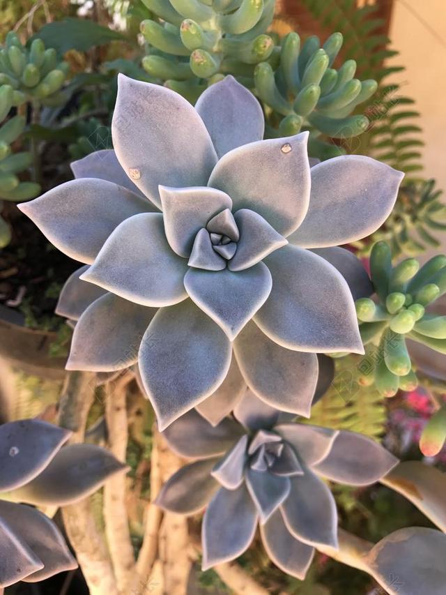 植物 花园 多肉植物 性质 植被 绿色 森林 鲜花 花卉