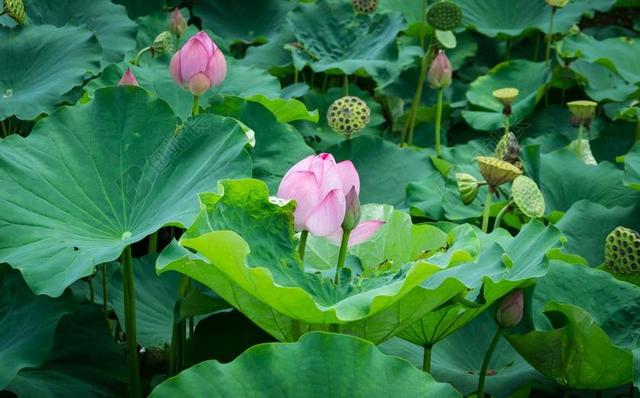 菡 莲花 睡莲 芽 水生植物 池塘 盛开 植物群 公园