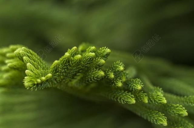 绿色自然植物松树枝叶特写背景图片