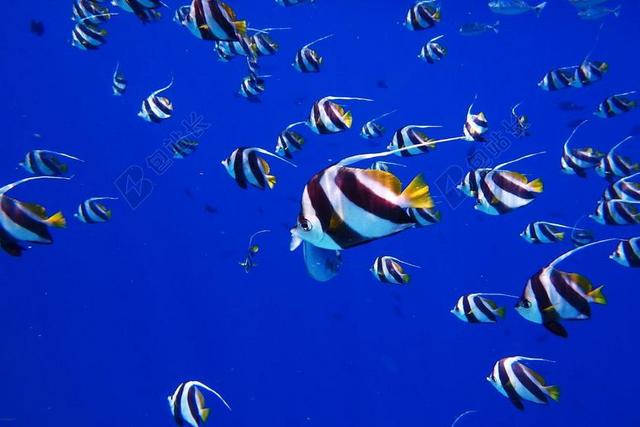 鱼 海 水 潜水 条纹 蓝色 水族馆 马尔代夫 很多