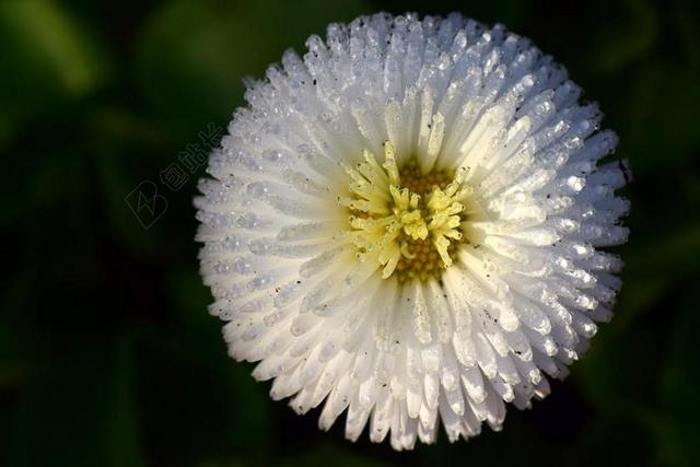 雏菊 鹅花 白 露水 MORGENTAU 开花 白花 潮湿