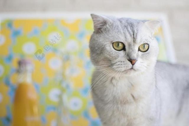 猫 苏格兰折耳猫 宠物 动物 苏格兰 折叠 家养 可爱 猫的