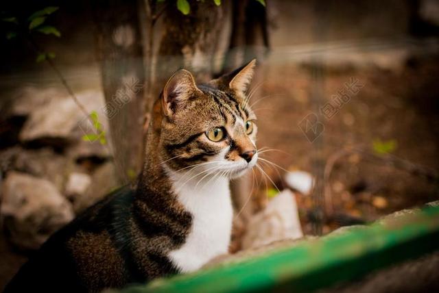猫 看起来 DACHOWIEC 猫盯着 家猫 小猫 猫咪